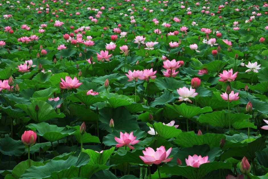 Semiwon Lotus Culture Festival 2026 (세미원 연꽃문화제)
