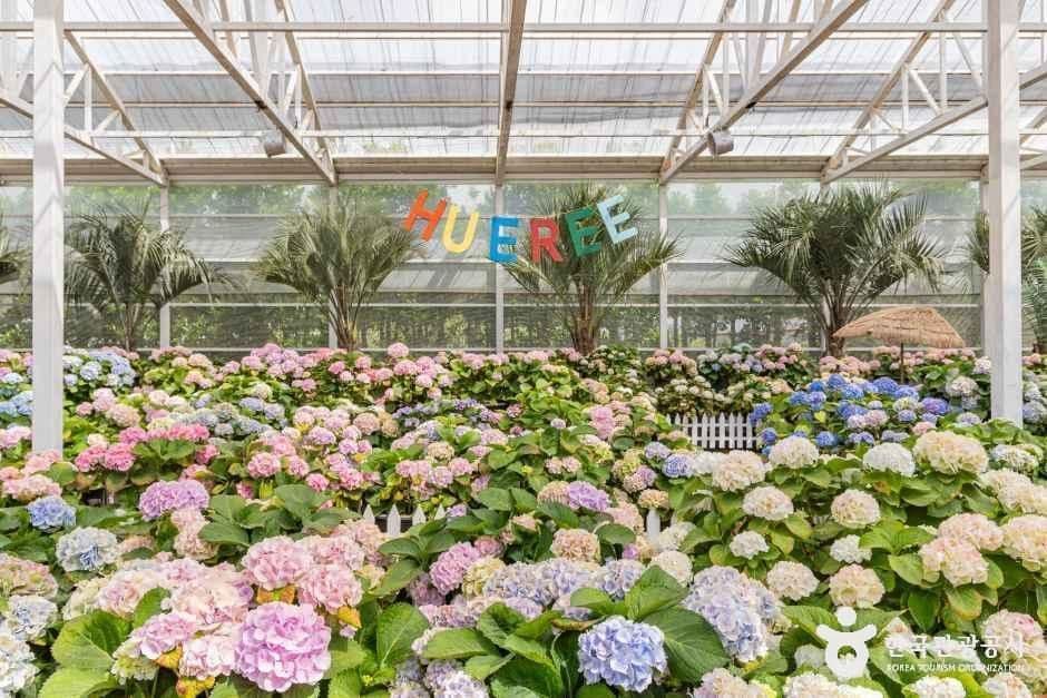 2026 휴애리 수국축제 (Hueree Hydrangea Festival)
